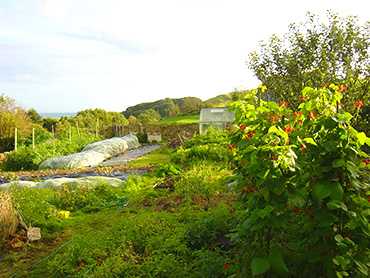 Why we should eat organic - my organic vegetable garden, June 2014