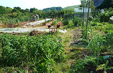 Why we should eat organic - my organic vegetable garden, June 2015